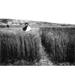 Mother And Child C1908. /Na Mother And Child Standing In A Wheatfield Near Newscastle Wyoming C1908. Poster Print by (18 x 24)