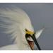 FL Sanibel Head Snowy egret swallowing baitfish by Arthur Morris (36 x 24)