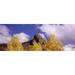 Low angle view of aspen trees in autumn Colorado USA Poster Print (18 x 7)