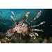 Close-up of view of a lionfish (Pterois volitans) Raja Ampat West Papua Indonesia Poster Print (17 x 11)