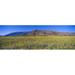 Panoramic view of Desert Lillies and Desert gold yellow flowers in spring fields of Death Valley National Park California Poster Print (27 x 9)