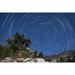 An exposed pine tree on a windswept slope reaches skyward towards north facing star trails Inyo National Forest California Poster Print (17 x 11)