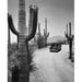 USA Arizona Saguaro National Park car on desert road Poster Print (24 x 36)