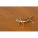 Desert Gecko Namib Desert Namibia Poster Print by Gavriel Jecan (24 x 15)