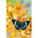 Panacea procilla tropical butterfly on large golden cymbidium orchid Poster Print by Darrell Gulin (18 x 24) # US48DGU1726