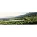 Panoramic Images PPI109617L Vineyard with Constantiaberg mountain range Constantia Cape Winelands Cape Town Western Cape Province South Africa Poster Print by Panoramic Images - 36 x 12