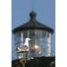 A Western Gull (Larus occidentalis) perches on a cliff at Yaquina Head; Newport Oregon United States of America Poster Print by Robert L. Potts / Design Pics (11 x 17)