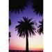 View Of Single Palm Tree Surrounded By Other Palm Tree Tops Background Is Golden Sunset Poster Print (24 x 38)