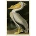 American White Pelican Poster Print by John James Audubon (10 x 14)