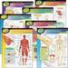 TREND The Human Body Learning Charts