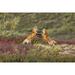 Two Foxes Near The Top Of Polychrome Pass In Denali National Park Play With Each Other Interior Alaska Autumn Poster Print (34 x 22)