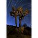 A Joshua tree against a backdrop of north facing star trails in Joshua Tree National Park California Poster Print (11 x 17)