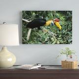 East Urban Home 'Sulawesi Red-Knobbed Hornbill Male in Fruiting Fig tree, Sulawesi | 16 H x 24 W x 1.5 D in | Wayfair
