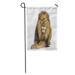 SIDONKU Lay Lion Lying Down Facing Panthera Leo 10 Years Old Garden Flag Decorative Flag House Banner 12x18 inch