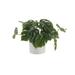 Artificial Trailing Split Leaf Plant In 4.5 Matte White Ceramic Pot