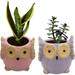 India Meets India Ceramic Planter Owl Shaped [Multi-Color - 3.5 inch] - Ceramic Flower Pot/Indoor/Outdoor Pot Set of 2 - by Awarded Indian Artisan