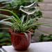 Self Watering Spike Planter Drip Irrigation Watering Pointy Moist Roots for Plant Healthier Self Watering Plant Automatic Dripper