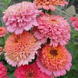 Eden Brothers Zinnia Seeds - Cupcakes Pink Mix Non-GMO Seeds for Planting Packet | Low-Maintenance Flower Seeds Plant During Spring Zones 3 4 5 6 7 8 9 10