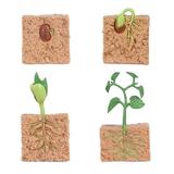 ADVEN 1 Set Seed Life Cycle Model Home Creative Plant Growth Toys Exquisite Plants Plaything Growing Stage Models Seeds Toy for School