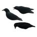 Final Approach Last Pass Fully Flocked Crow Decoys Pack of 3