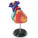 Learning ResourcesÂ® Heart Anatomy Model Anatomy for Kids STEM kits Educational Science Toys Boys Girls Ages 8 9 10+