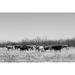Longhorn cattle grazing near Fort Griffin Texas Poster Print - Carol Highsmith (24 x 18)