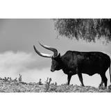 Longhorn Steer-Texas Poster Print - Texas Picture Archive (36 x 24)