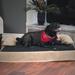 Petmaker Orthopedic Memory Foam Dog Bed Tan/Clay X-Large 32 L x 45.50 W x 9 H