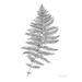 Neutral Fern II Poster Print - Kelsey Wilson (24 x 36)