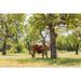 Marble Falls-Texas-USA-Longhorn cattle in the Texas Hill Country Poster Print - Emily M. Wilson (24 x 18)