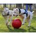 Jolly Pets Push-N-Play Dog Ball