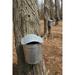 Maple Tree Sap Buckets (36x54 Giclee Gallery Art Print Vivid Textured Wall Decor)