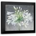 Purinton Julia 12x12 Black Modern Framed Museum Art Print Titled - Cleome Splash I