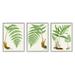 Stupell Industries Vegetation Latin Study Botanical Fern Plants Nature Graphic Art Gray Framed Art Print Wall Art Set of 3 Design by Patty Rybolt