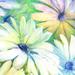 August Grove® Blue Green Daisy - Wrapped Canvas Graphic Art Canvas in White | 36 H x 36 W x 1.25 D in | Wayfair 7420E08F4EF9437C8B763293B72560F7