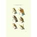 Bungalow Rose Salmon Flies II Canvas, Wood | 12 H x 8 W x 1.25 D in | Wayfair 6D32B5927D62409694AC5712C7408485