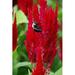 August Grove® Bumblebee on Red Flowers Photography - Wrapped Canvas Photograph Canvas | 12 H x 8 W x 1.25 D in | Wayfair