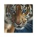 Stupell Industries Blue Eyed Beautiful Fierce Tiger Close Up Detailed Portrait Paintings Gallery-Wrapped Canvas Print Wall Art 30x30 by Collin Bogle
