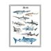 Stupell Industries Nautical Shark Chart Watercolor Marine Animals Graphic Art Framed Art Print Wall Art 24x30 By Ziwei Li