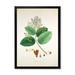 Designart Ancient Botanicals III Farmhouse Framed Art Print