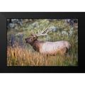 The Yellowstone Collection 14x11 Black Modern Framed Museum Art Print Titled - Bugling Elk Mammoth Hot Springs Yellowstone National Park