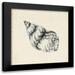 Caroline Emma 20x20 Black Modern Framed Museum Art Print Titled - Seashell Pencil Sketch III