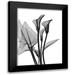 Koetsier Albert 19x24 Black Modern Framed Museum Art Print Titled - Calla Lilly Trio