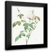 Redoute Pierre Joseph 15x18 Black Modern Framed Museum Art Print Titled - Monthly Rose Bengal Rose with White Flowers Rosa indica subalba