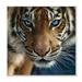 Stupell Industries Blue Eyed Beautiful Fierce Tiger Close Up Detailed Portrait 12 x 12 Design by Collin Bogle