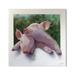 Stupell Industries Sweet Cuddling Pigs Sentimental Farm Animal Portrait Painting Gallery Wrapped Canvas Print Wall Art Design by Alan Weston