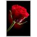 wall26 Framed Canvas Prints Wall Art - Closeup of Red Rose Flower Against Black Background | Modern Wall DecorStretched Gallery Framed Canvas Wrap Giclee Print & Ready to Hang - 24 x36