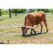 Marble Falls-Texas-USA-Longhorn cattle in the Texas Hill Country Poster Print - Emily M. Wilson (24 x 18)