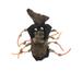 Midlee Scary Spider Dog Costume (Small)