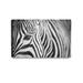 DECORARTS - Zebra Up Close. Giclee Prints Cotton Canvas Stretched Wall Decor. Wild Animal Wall Art. Safari Art. 30x20